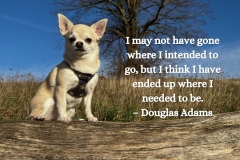 I may not have gone where I intended to go, but I think I have ended up where I needed to be. – Douglas Adams - 1