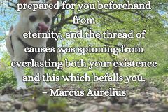 Whatever befalls you was prepared for you beforehand from eternity, and the thread of causes was spinning from everlasting both your existence and this which befalls you. – Marcus Aurelius - 1