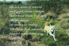 Life is a series of natural and spontaneous changes...