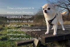 True compassion is more...