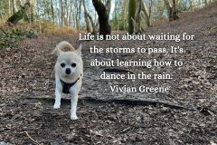 Life is not about waiting for the storms to pass. It's about learning how to dance in the rain." - Vivian Greene - 1