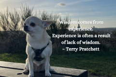 Wisdom comes from experience…